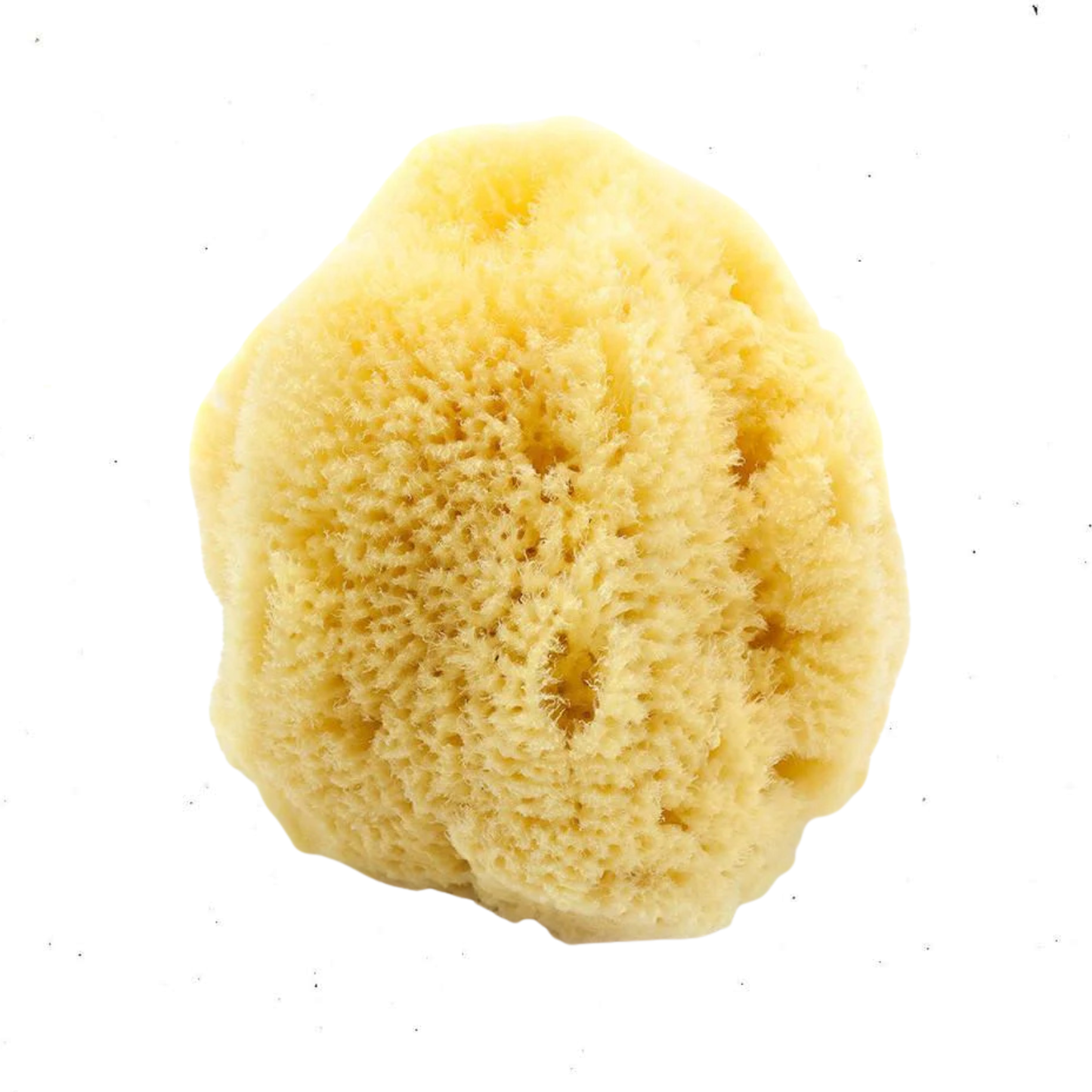 Natural Sea Sponge