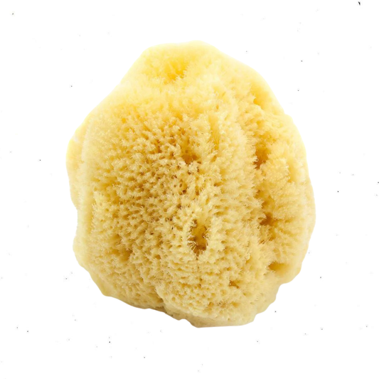 Natural Sea Sponge