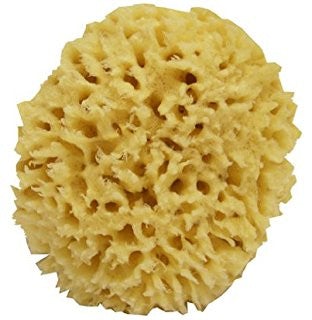 Natural Sea Sponge - Splash Soap Company